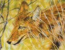 Coyote